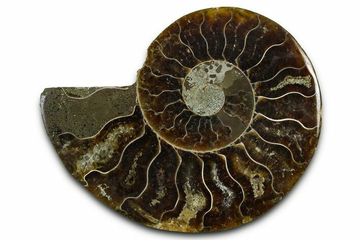 Cut & Polished Ammonite Fossil (Half) - Madagascar #377603